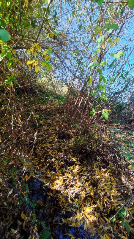 Terreno Urbano 1.300M² en Rucalhue $49 Millones