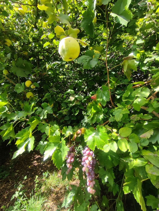 Arriendo Casa en Interior de Condominio 5.000M2, 0.5Km de la