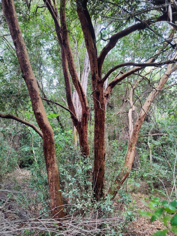 Vendo Parcela de 5.000M2, Con un Estero en la Entrada y Rio