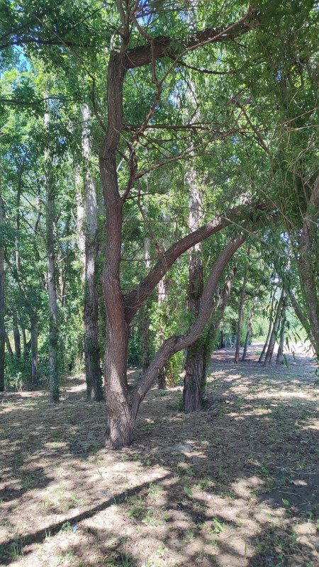 Vende Parcela A 10Km de los Ángeles Con Orilla de Rio