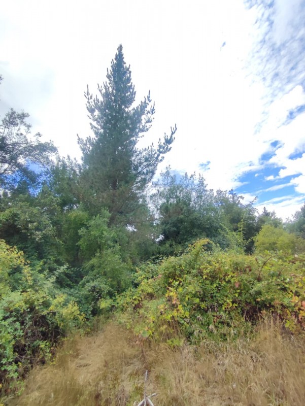 Vendo Parcela de 5.000M2, Con un Estero en la Entrada y Rio