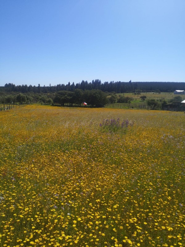 en Venta Parcela Sector Quiñihuao - San Nicolas