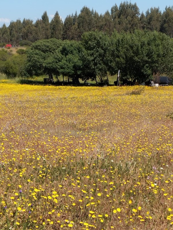en Venta Parcela Sector Quiñihuao - San Nicolas