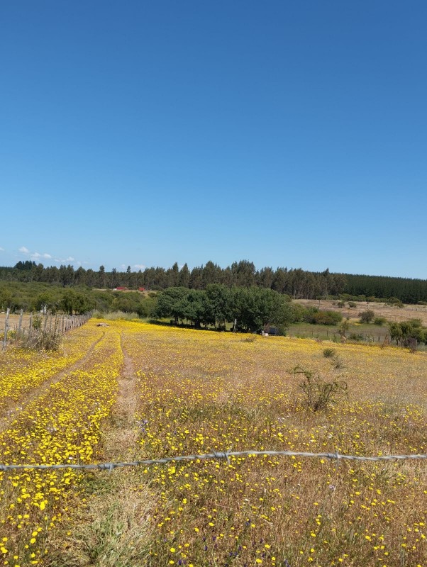 en Venta Parcela Sector Quiñihuao - San Nicolas