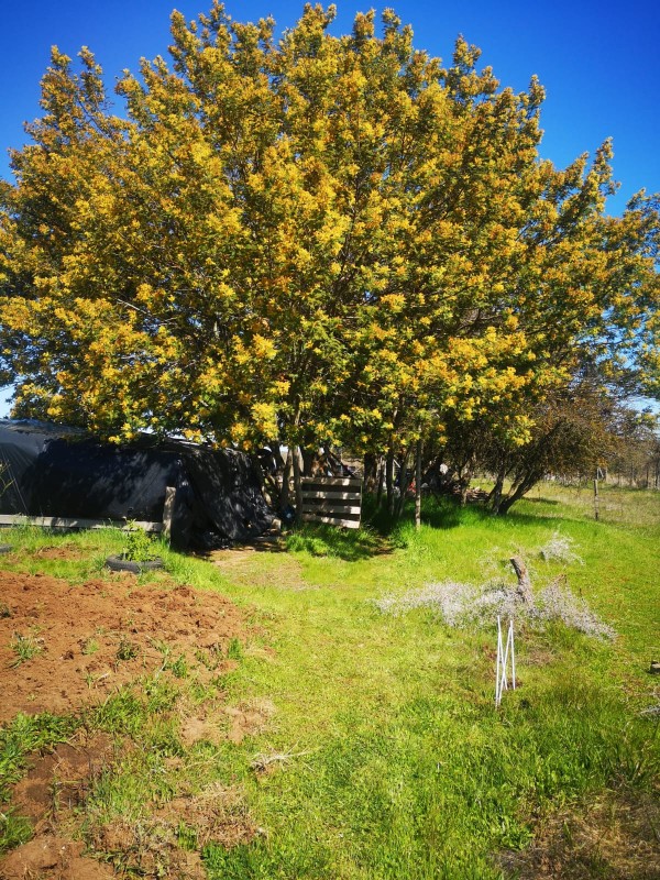 en Venta Parcela Sector Quiñihuao - San Nicolas