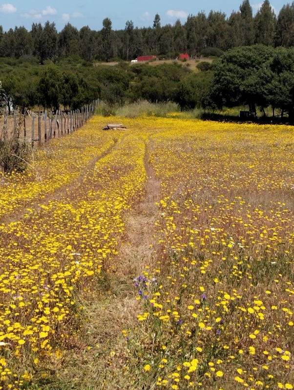 en Venta Parcela Sector Quiñihuao - San Nicolas