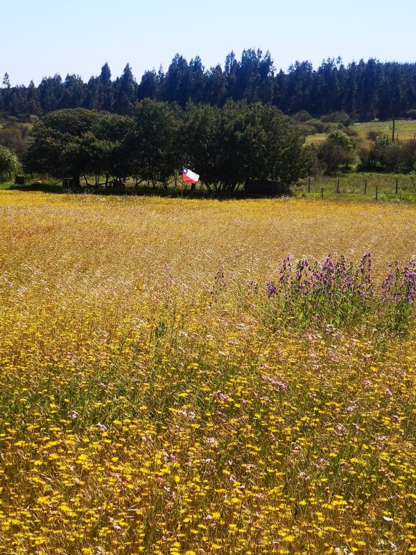 en Venta Parcela Sector Quiñihuao - San Nicolas