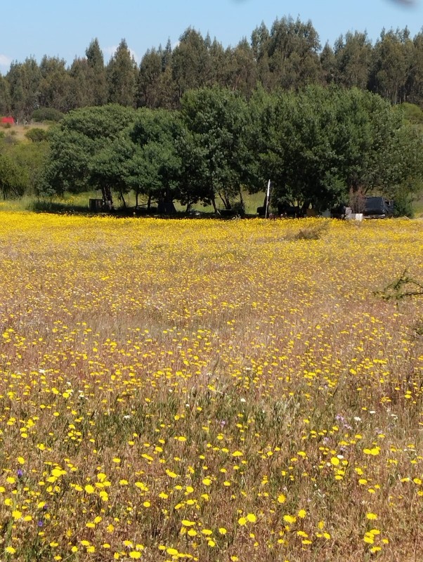 en Venta Parcela Sector Quiñihuao - San Nicolas