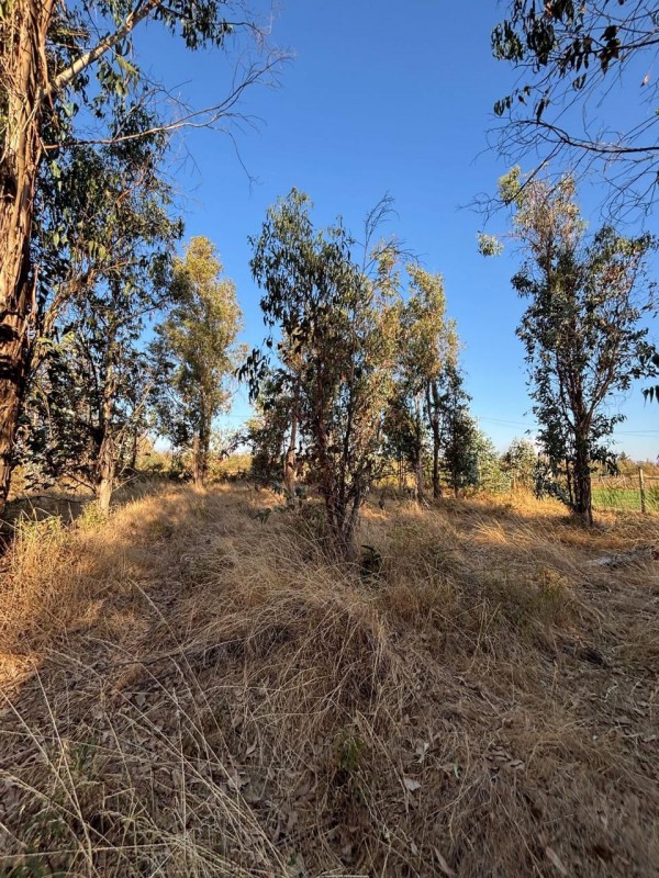 Venta de Parcela en San Ramón, Cato, Región de Ñuble