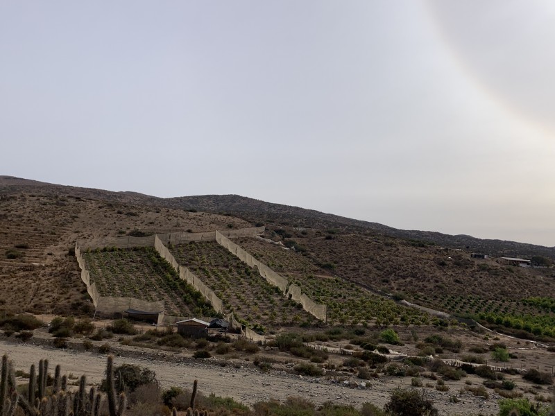 Vendo Parcela Con Producción de Paltos, los Canelos, Ovalle