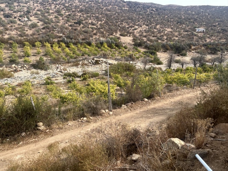Vendo Parcela Con Producción de Limones en los Canelos