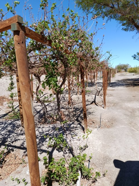 Terreno 37.800 M² Con Infraestructura Autosustentable en la