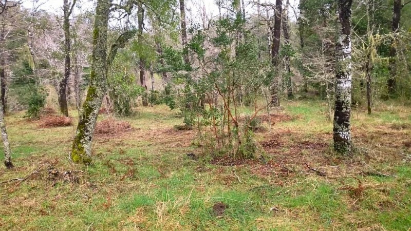 Parcela en Venta Curacautin | Turística | Rol Propio | Orill