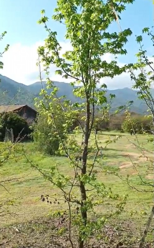 Casa en Parcela en Curacavi