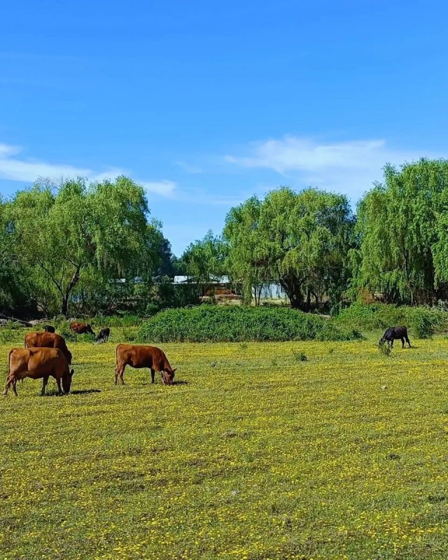 Se Vende Hermosa Parcela en Pelarco.
