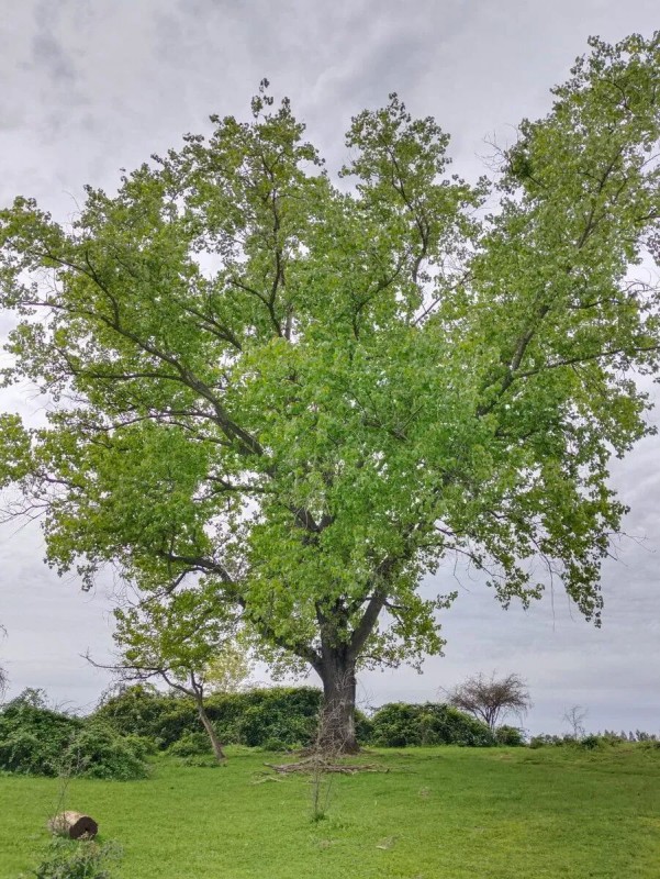 Se Vende Hermosa Parcela en Pelarco.