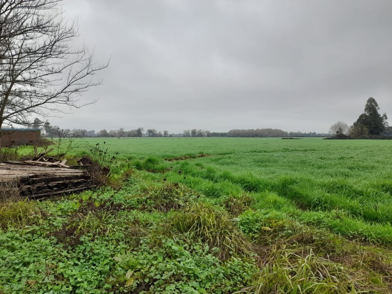 Arriendo Parcela Agrícola en Palmira