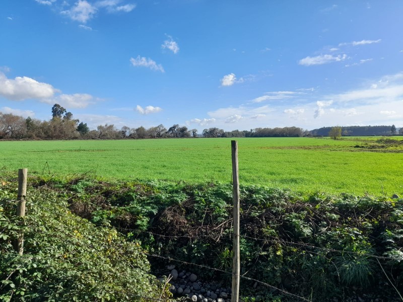 Arriendo Parcela Agrícola en Palmira