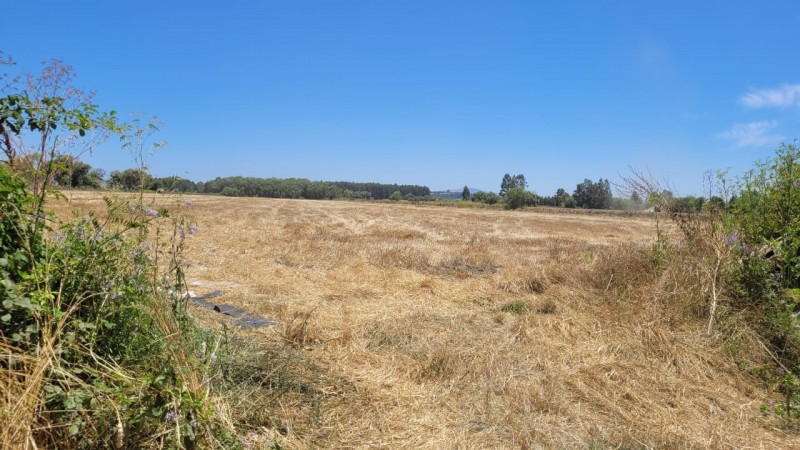 Arriendo Parcela Agrícola en Palmira