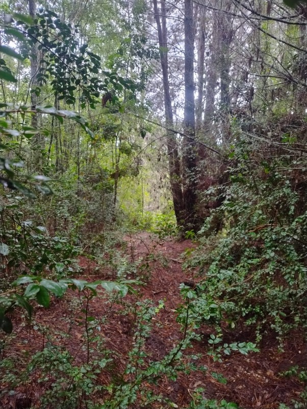 Terreno 18 Hectareas en Huincacara