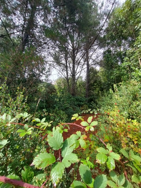 Terreno 18 Hectareas en Huincacara