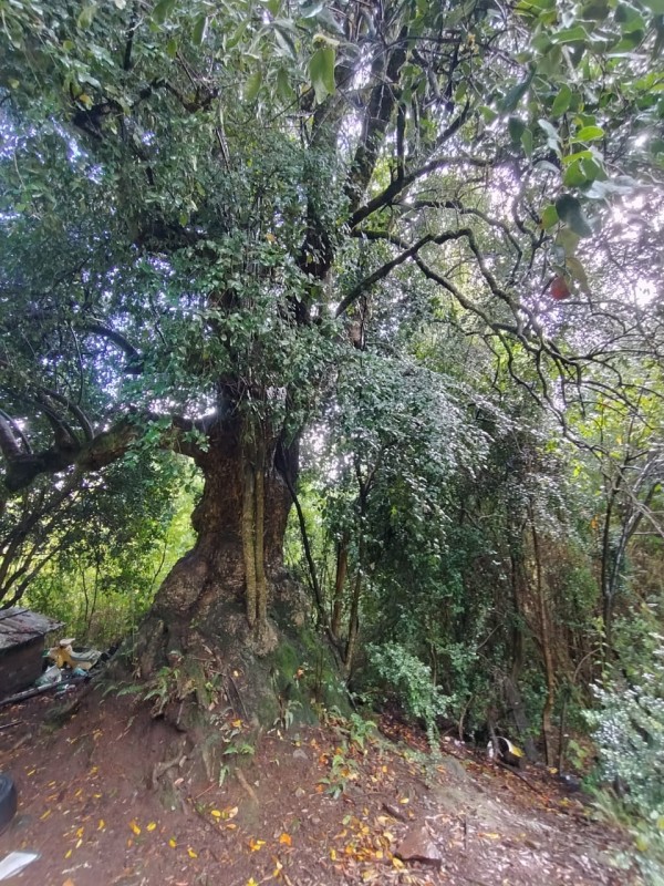 Terreno 18 Hectareas en Huincacara