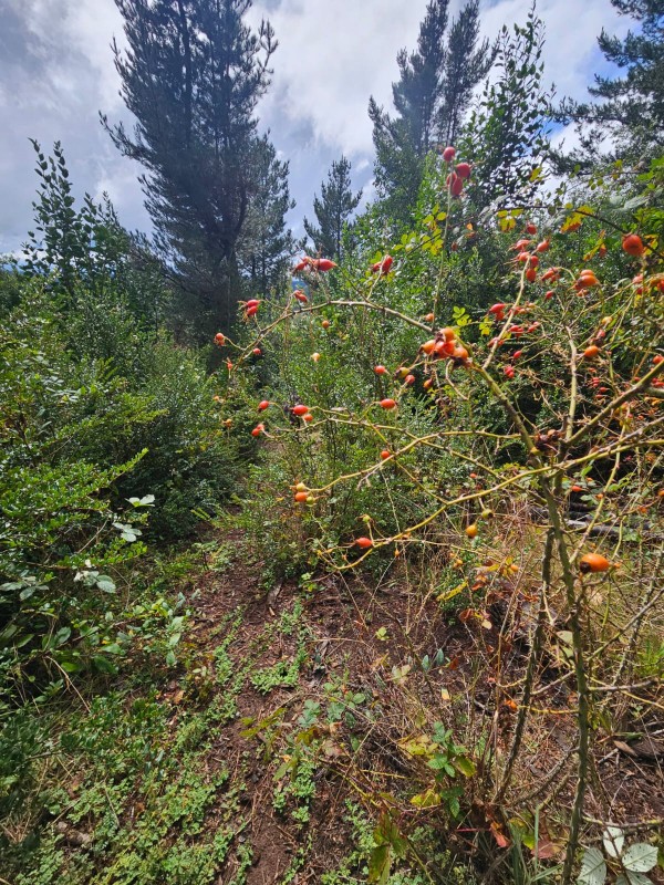 Terreno 18 Hectareas en Huincacara