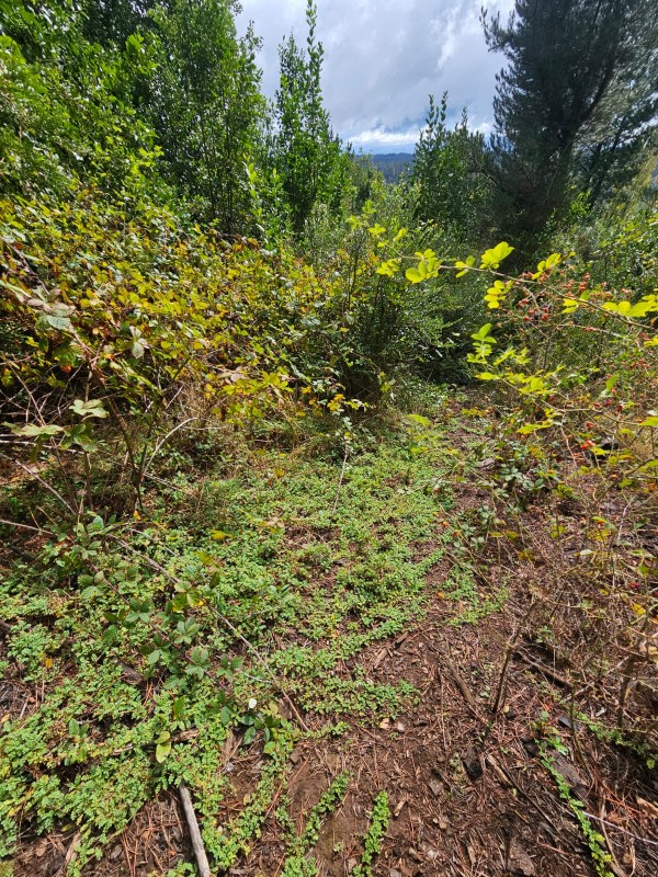 Terreno 18 Hectareas en Huincacara