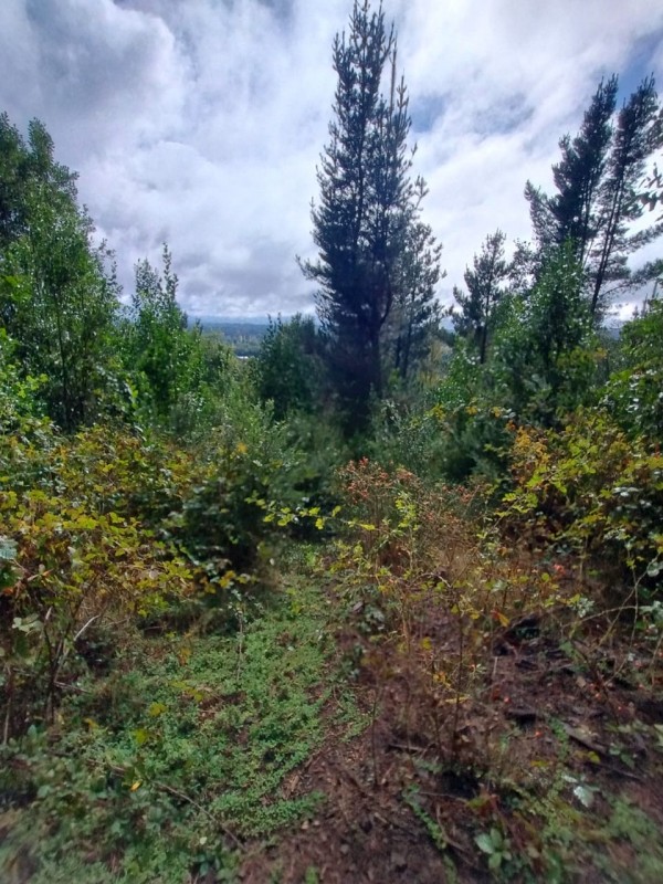 Terreno 18 Hectareas en Huincacara