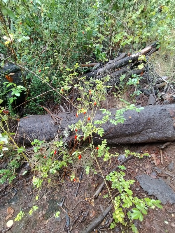Terreno 18 Hectareas en Huincacara
