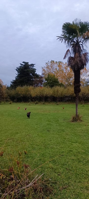 Parcela de 1Ha Camino A Cerro Colorado Con Hermosa Casa