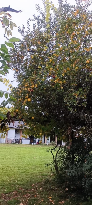 Parcela de 1Ha Camino A Cerro Colorado Con Hermosa Casa