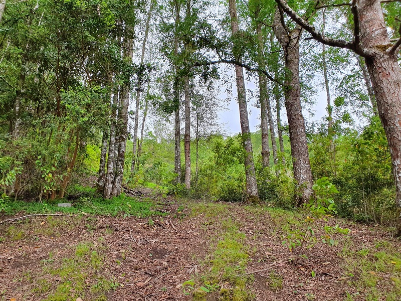 Región de los Ríos, Lanco, Purulón Ruta 203