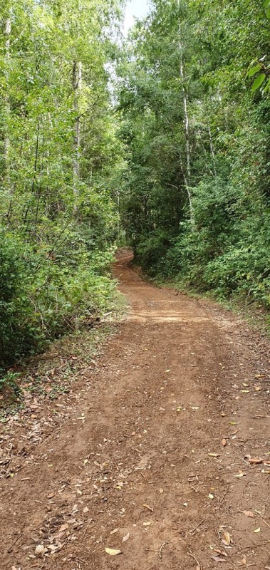 Región de los Ríos, Lanco, Purulón Ruta 203