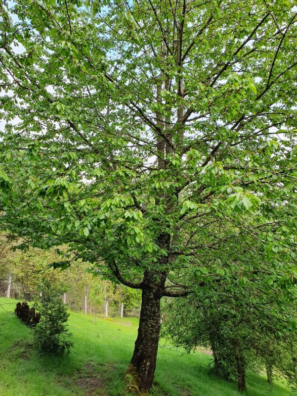 Región de los Ríos, Lanco, Purulón Ruta 203