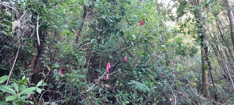 Región de los Ríos, Lanco, Purulón Ruta 203