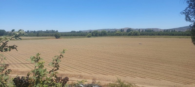 las Cabras, Sector Valdebenito, Sexta Región - Campo de 51,7