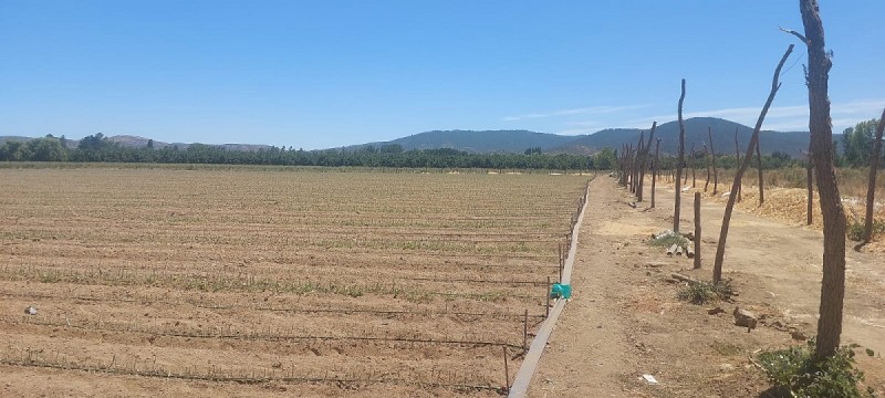 las Cabras, Sector Valdebenito, Sexta Región - Campo de 51,7