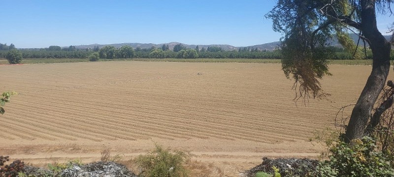 las Cabras, Sector Valdebenito, Sexta Región - Campo de 51,7