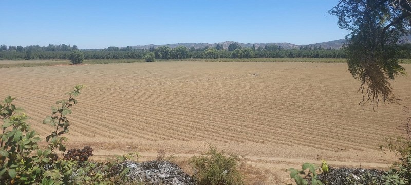 las Cabras, Sector Valdebenito, Sexta Región - Campo de 51,7