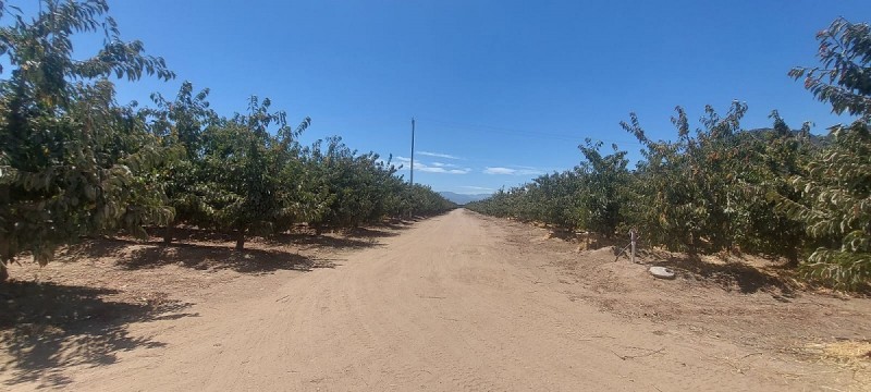 las Cabras, Sector Valdebenito, Sexta Región - Campo de 51,7