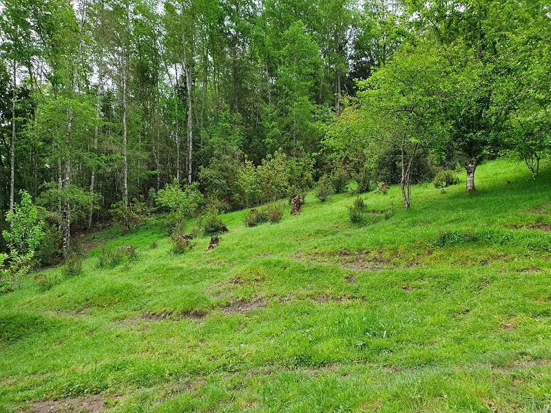 Región de los Ríos, Lanco, Purulón Ruta 203