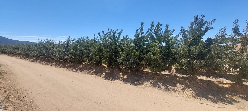 las Cabras, Sector Valdebenito, Sexta Región - Campo de 51,7