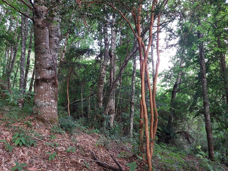 Región de los Ríos, Lanco, Purulón Ruta 203