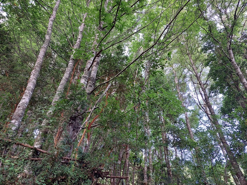 Región de los Ríos, Lanco, Purulón Ruta 203