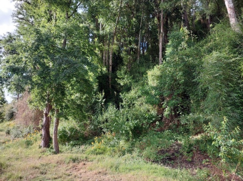 Región de los Ríos, Lanco, Purulón Ruta 203