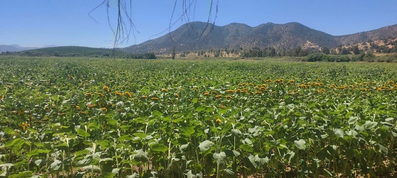 las Cabras, Sector Valdebenito, Sexta Región - Campo de 51,7