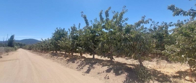 las Cabras, Sector Valdebenito, Sexta Región - Campo de 51,7