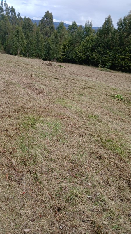 Región de los Ríos, Lanco, Purulón Ruta 203