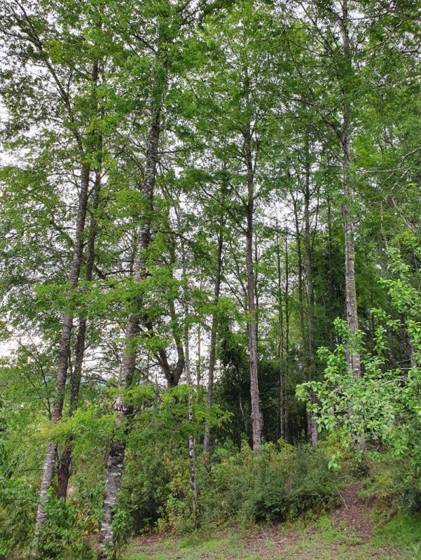 Región de los Ríos, Lanco, Purulón Ruta 203